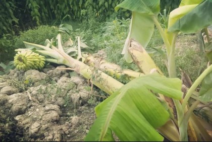 মুক্তিযোদ্ধার কলাবাগানের সঙ্গে এ কেমন শত্রুতা!
