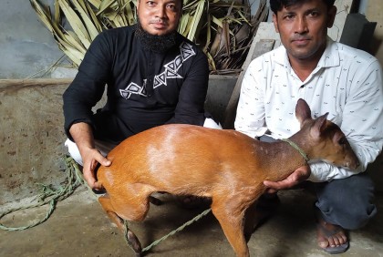 হবিগঞ্জের মায়া হরিণ উদ্ধার