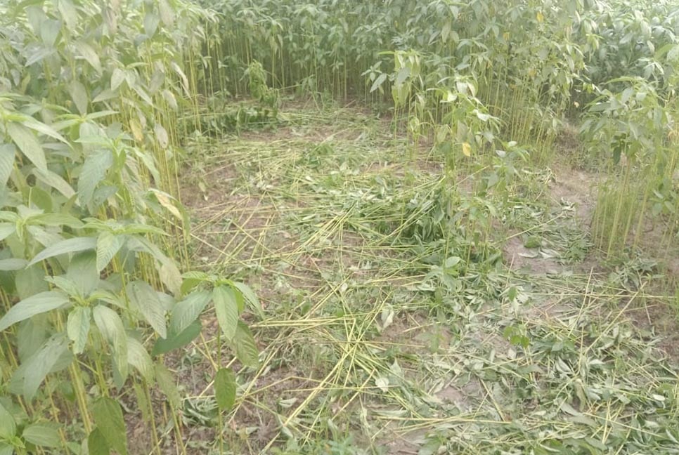সারিয়াকান্দিতে কৃষকের পাটগাছ কেটে ফেলল প্রতিপক্ষ