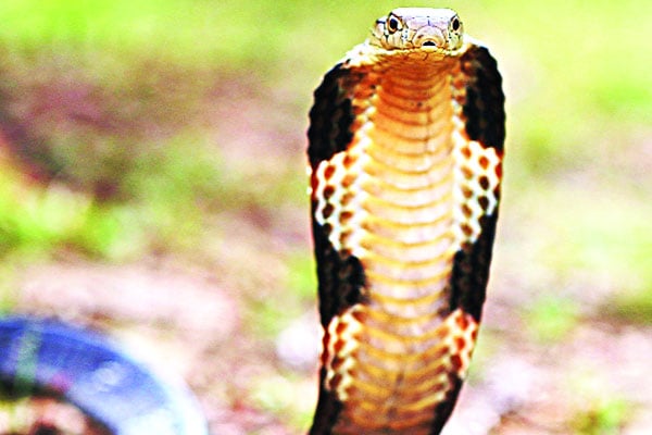 দুর্লভ প্রজাতির রাজ গোখরা