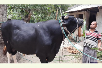 কোরবানীর হাট কাঁপাবে ৩৫ মণ ওজনের 'সম্রাট'