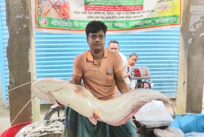 পদ্মায় ধরা পড়েছে ১৩ কেজির বোয়াল, দাম ১৬ হাজার টাকা!