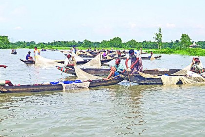 হালদায় ডিম ছেড়েছে মাছ 