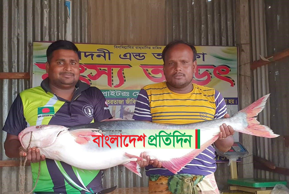পদ্মায় ধরা পড়ল ১৬ কেজির পাঙ্গাশ