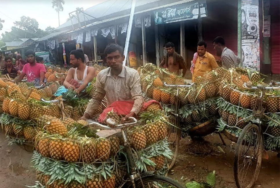 মধুমাসে মধুপুর আনারসে ভরপুর