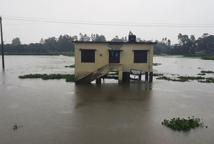 ভেঙে গেছে ব্রিজ, পানির নিচে ৮ হাজার হেক্টর বোনা আমন