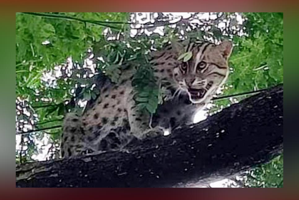 বেনাপোলের লোকালয়ে মেছো বাঘ
