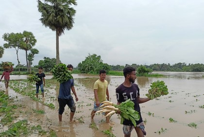 গোমতীর চরে ডুবে গেছে বাড়ি-ঘর, তলিয়েছে সবজির ক্ষেত