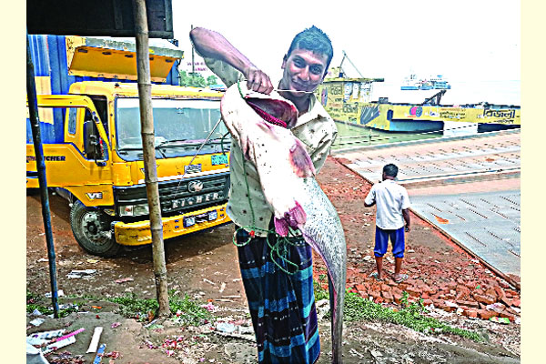 রাজবাড়ীর পদ্মায় জেলের জালে ১২ কেজির বোয়াল