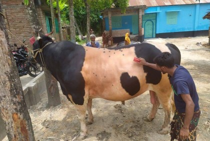কোরবানির হাট কাঁপাতে তৈরি ‘শেররখান’