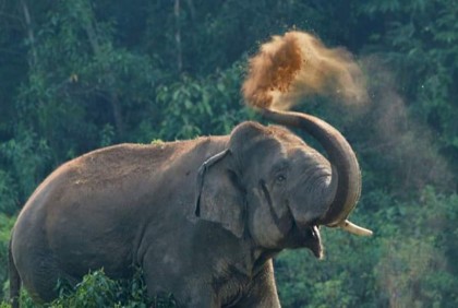 হাতি সংরক্ষণে নতুন প্রকল্প 

