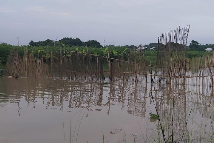 চরভদ্রাসনে বাঁধ দিয়ে চলছে মাছ শিকার 