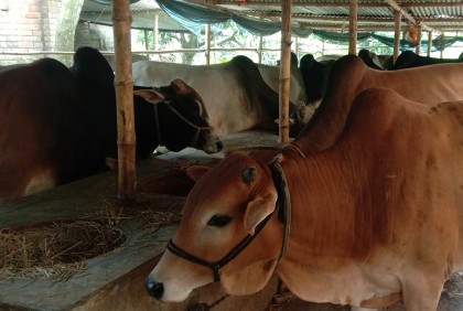 চাঁপাইনবাবগঞ্জে কোরবানির জন্য প্রস্তুত ১ লাখ ৬৫ হাজার পশু