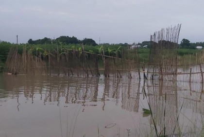 চরভদ্রাসনে বাঁধ দিয়ে চলছে মাছ শিকার 