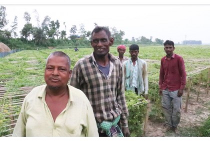 সবজি চাষে ৫ ভাইয়ের ভাগ্য বদল