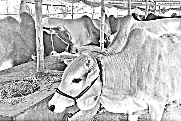 চাঁপাইনবাবগঞ্জে কোরবানির জন্য প্রস্তুত ১ লাখ ৬৫ হাজার পশু
