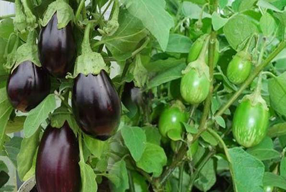 বেগুনের ডগা ও ফল ছিদ্রকারী পোকা দমনের কৌশল 