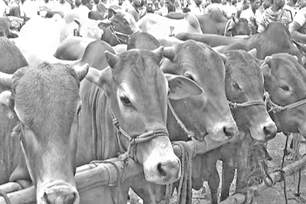 হিলিতে কোরবানির জন্য প্রস্তুত গবাদিপশু