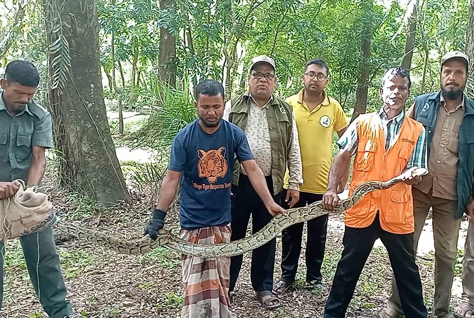 বনকর্মীদের চেষ্টায় সুন্দরবনেই গেল সেই অজগর