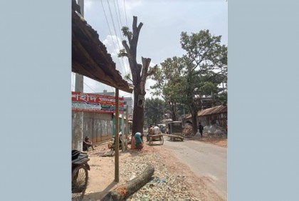 অনুমতি ছাড়াই দিনে কাটা হলো সরকারি গাছ, রাতে উধাও!