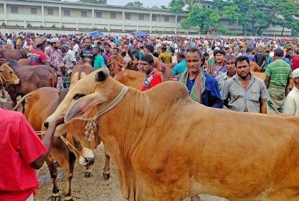 বগুড়ায় চাহিদার তুলনায় বেশি পশু থাকলেও দাম চড়া
