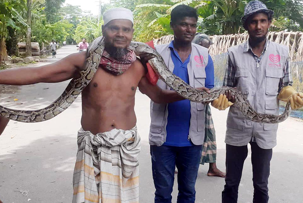 সুন্দরবনের অজগর লোকালয়ে