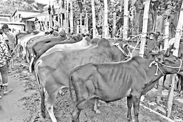 বন্যায় ক্ষতিগ্রস্ত প্রান্তিক খামারিরা