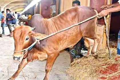 রাজশাহী-ঢাকা রুটে চালু হচ্ছে ক্যাটল ট্রেন