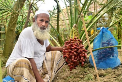 বগুড়ায় সৌদির আজোয়া 
খেজুরের ফলন ধরেছে 