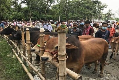 সারা দেশে বসছে ৪৪০৭ পশুর হাট, মাস্ক ছাড়া প্রবেশ নয়