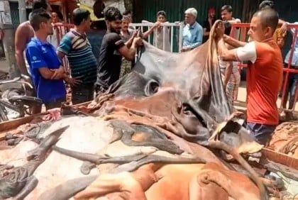 কোরবানির পশুর চামড়া সংরক্ষণের নির্দেশ শিল্প মন্ত্রণালয়ের