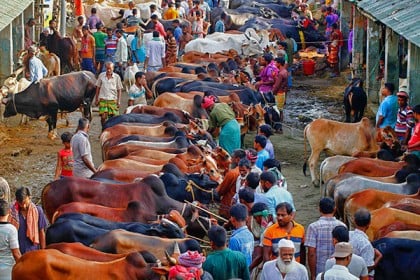 যেসব নির্দেশনা মানতে হবে কোরবানির হাটে