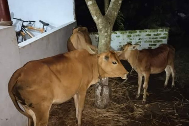 শিবগঞ্জে চোরাই গরু উদ্ধার