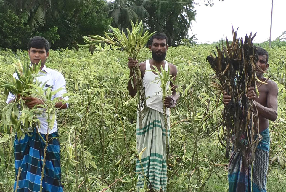 ঢেঁড়স ক্ষেতে মোজাইকের হানা, লক্ষ্মীপুরে শতাধিক চাষি দিশেহারা
