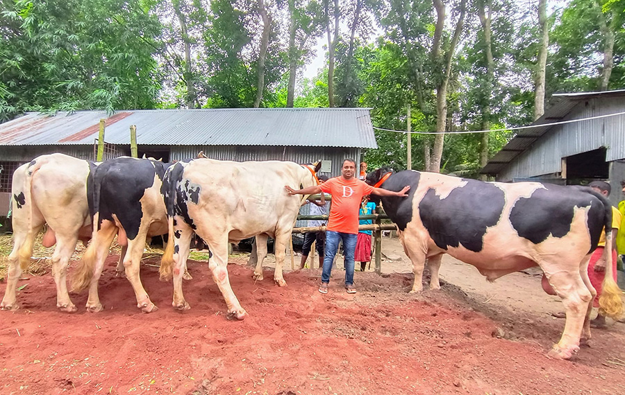 চারটি ষাঁড়ের নাম রাখা হয়েছে টাইগার, দুরন্ত, রাজাবাবু ও ধলাপাহাড়