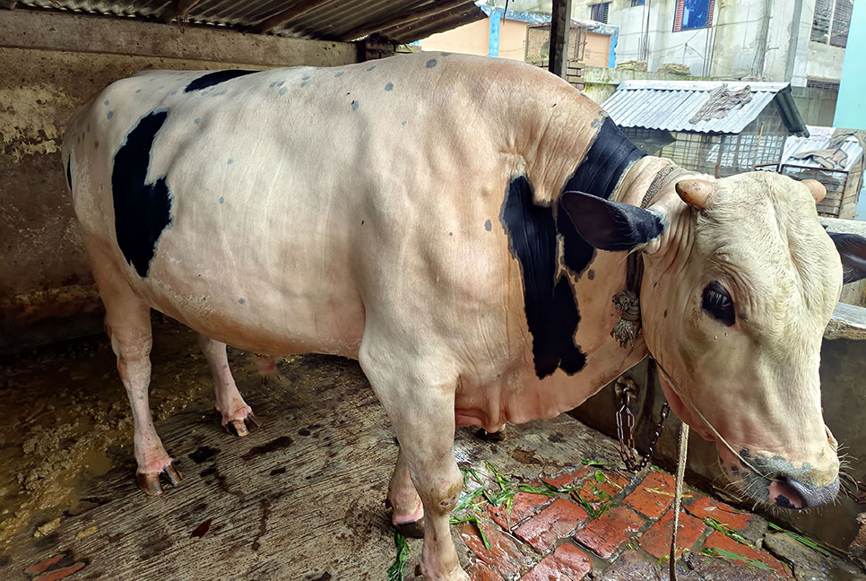 দিনাজপুরে বিক্রির অপেক্ষায় ফ্রিজিয়ান ‘নবাব’