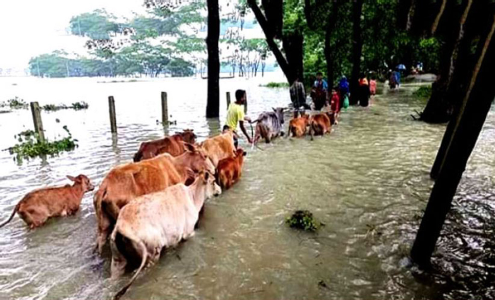 গবাদিপশু নিয়ে বিপাকে সিলেটের বন্যাকবলিত মানুষ
