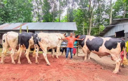 চারটি ষাঁড়ের নাম রাখা হয়েছে টাইগার, দুরন্ত, রাজাবাবু ও ধলাপাহাড়