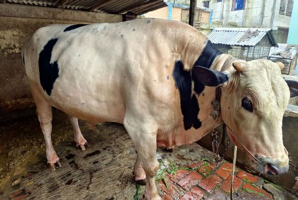দিনাজপুরে বিক্রির অপেক্ষায় ফ্রিজিয়ান ‘নবাব’