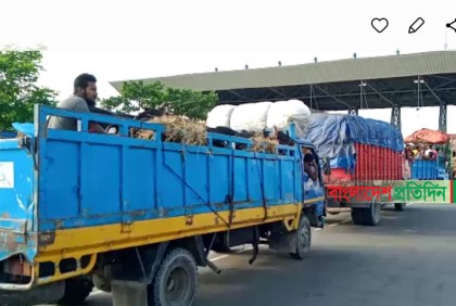 পদ্মা সেতুর সুফল; ভোগান্তি ছাড়াই ঢাকায় গরু ব্যবসায়ীরা