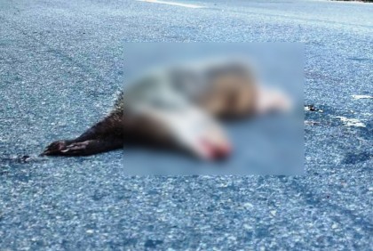 লাউয়াছড়ার সড়কে কাঁকড়াভুক বেজির মৃত্যু