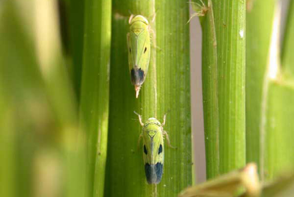 ধানের ২ ধরনের ফড়িং দমনে করণীয়