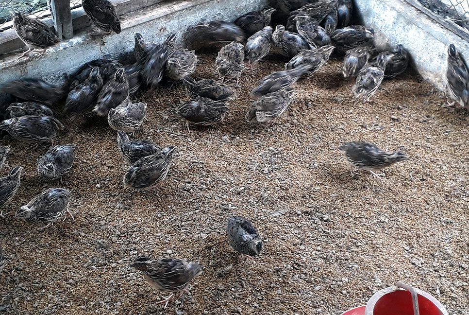 দিনাজপুরে কোয়েল পাখির খামার গড়ে স্বাবলম্বী