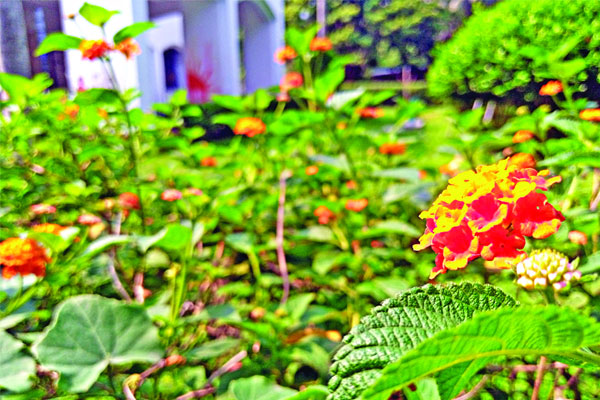 ক্যাম্পাসে সৌন্দর্য বাড়াচ্ছে ল্যান্টানা