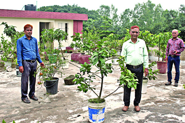 স্কুলের ছাদে ফুল ও ফলের বাগান