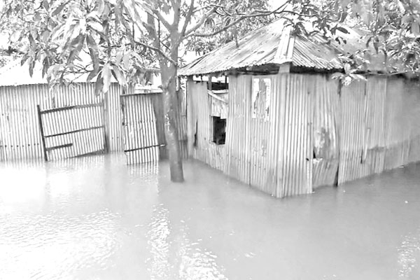 সীমান্ত দিয়ে আসছে গরু দুশ্চিন্তায় খামারিরা