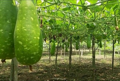কোটচাঁদপুরে নিরাপদ সবজি চাষ করে স্বাবলম্বী হচ্ছেন কৃষকরা 