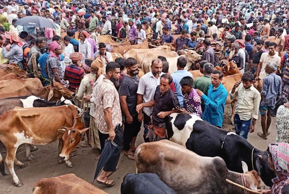 ধুনটে চাহিদার শীর্ষে দেশী জাতের গরু