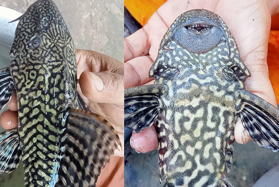নন্দীগ্রামে জলাশয়ে মিলল 'সাকার ফিশ'