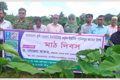 বারি উদ্ভাবিত পানিকচুর জাতের মাঠ দিবস অনুষ্ঠিত